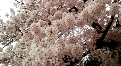 太秦の桜