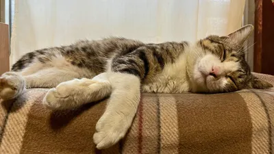 猫 お昼寝中