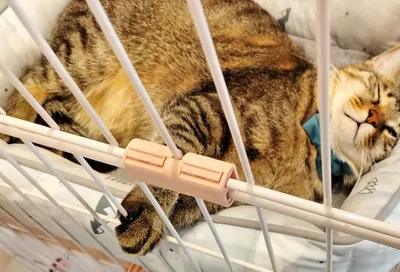安らぎのペットタイム