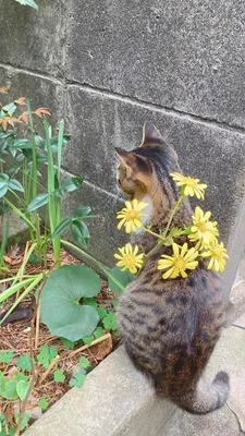 花と猫