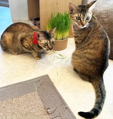 猫草のそばで見つめる2匹のキジトラ