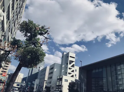 街路樹とビルの上に広がる青空
