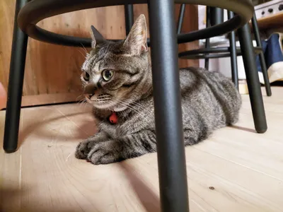 椅子の下でくつろぐキジトラ猫