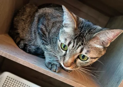 棚でくつろぐかわいい猫