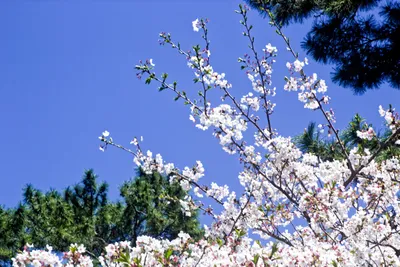 見上げ桜1