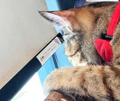 窓辺でくつろぐ赤い首輪の猫