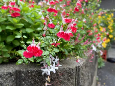 チェリーセージ.ハーブ.春.花