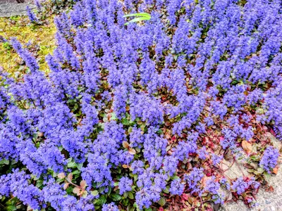 青色の花
