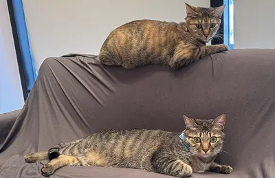 リラックスする二匹のキジトラ猫