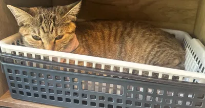 かごの中でくつろぐ猫