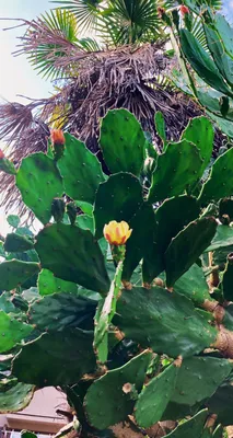 サボテンの花