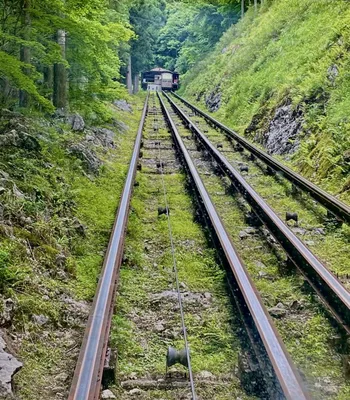 新緑の山を登るケーブルカーの線路