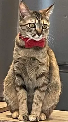 赤いリボンを付けたキジトラ猫