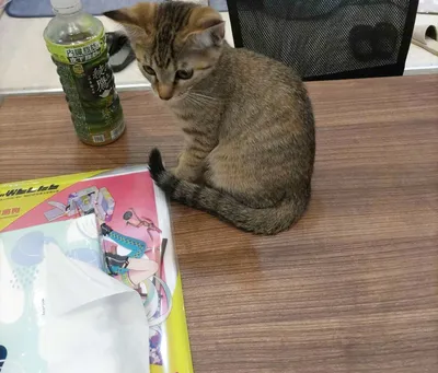 机上の子猫と緑茶とアニメ雑誌