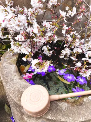 桜と紫の花咲く石の水鉢