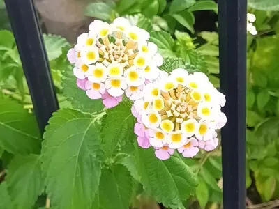 仲良しなお花