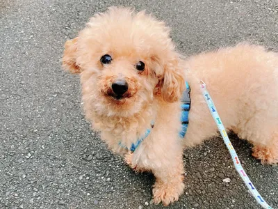 トイプードル.お散歩.犬