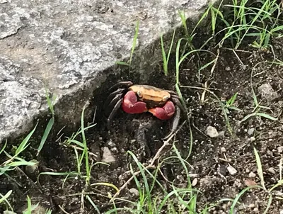 さわがに