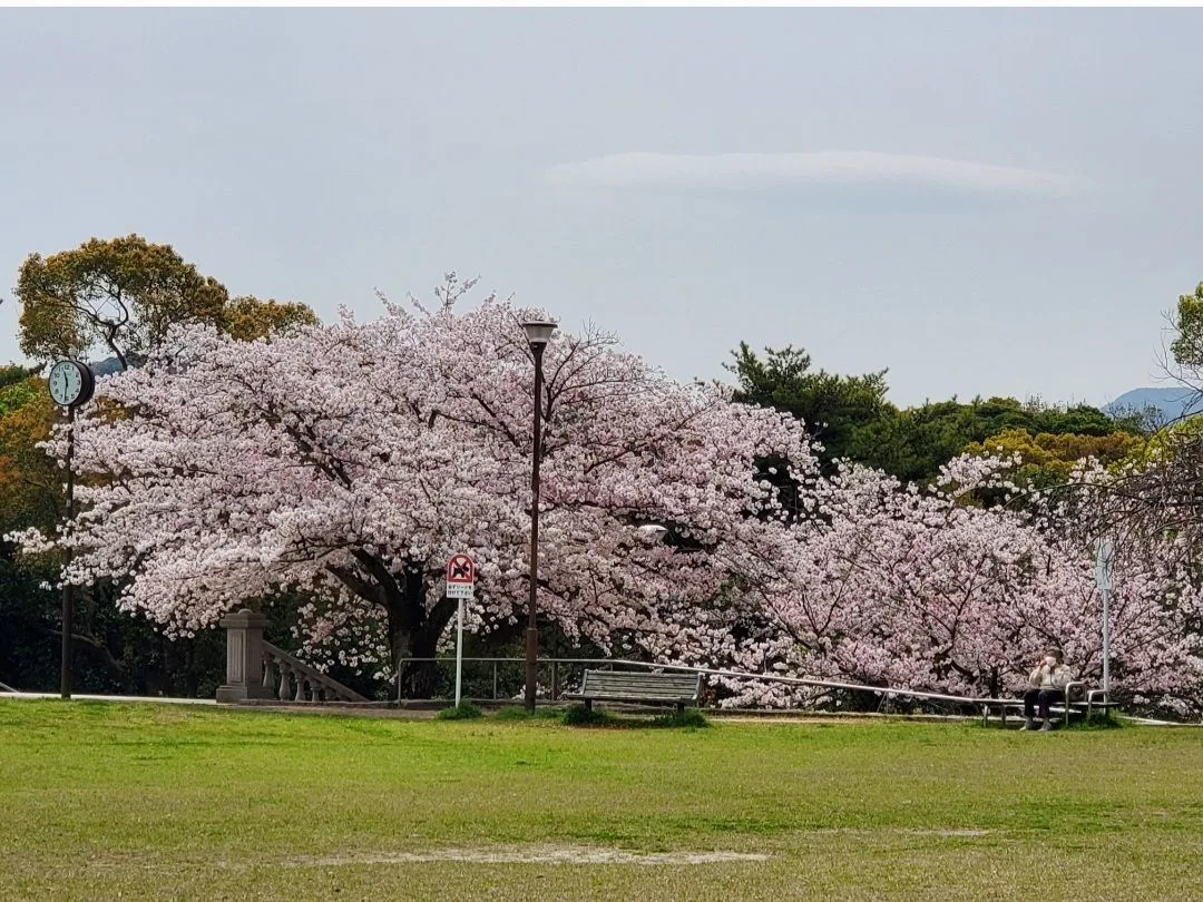 桜