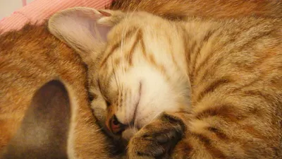 幸せそうに眠る猫