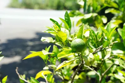太陽の下で輝く青い果実