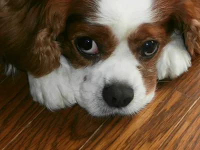 床に伏せて上目遣いの犬のアップ