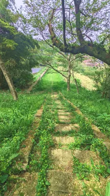 ため池へ下る苔むした石段