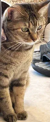 好奇心旺盛な猫のポートレート