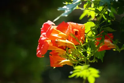 陽光に輝く美しいオレンジの花々