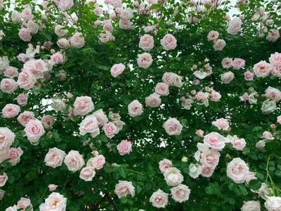 画面一面に写る白い薔薇