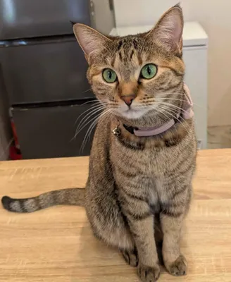愛らしい猫と家庭のひととき