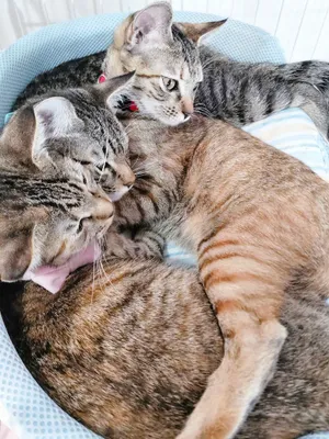 仲良し猫たちのくつろぎタイム