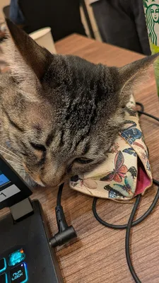 癒しの猫、机上の休息タイム