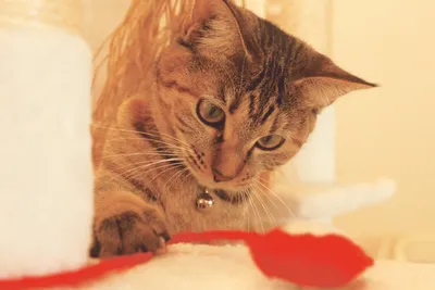 赤いおもちゃを狙うキジトラ猫