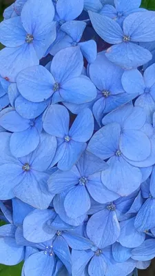 蒼の紫陽花②(縦)