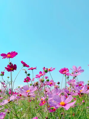 満開のピンクのコスモスと青空