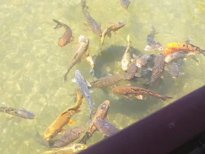 これが鯉