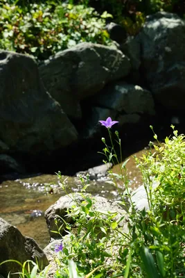 涼やかな小川と紫の花