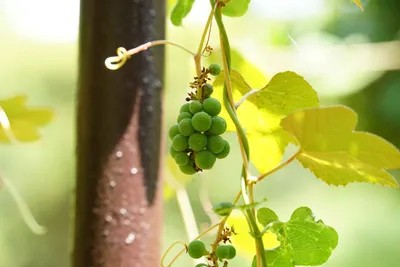 初夏の緑の葡萄の房
