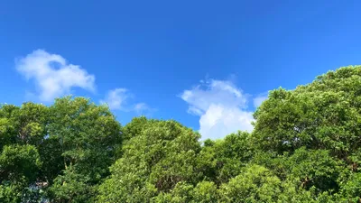 木立の上の夏空と白い雲