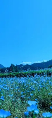 青