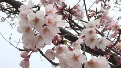 曇り空に咲く満開の桜