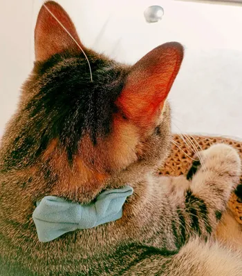 日差しの中でリラックスする猫