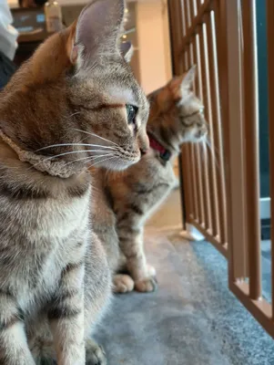 窓辺を眺める二匹の猫たち