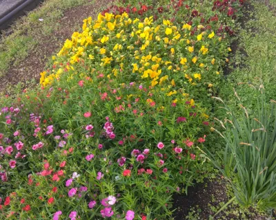 歩道の花