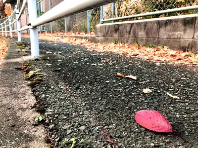 枯れても赤2