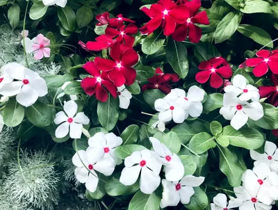 日日草