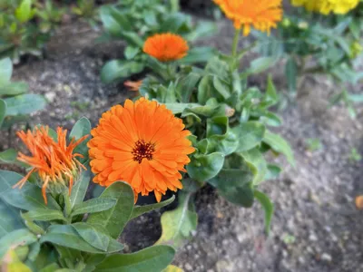 キンセンカ_オレンジ_花壇