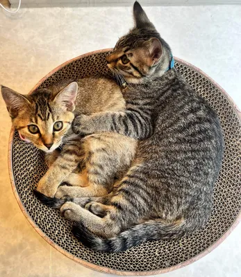 仲良し子猫のリラックスタイム
