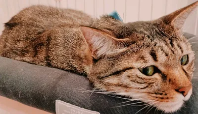 リラックスするキジトラ猫